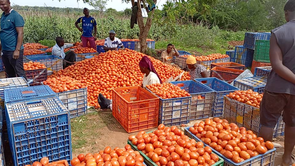 Harvested tomatoes